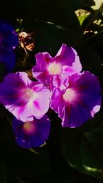 Close-up of purple flowers