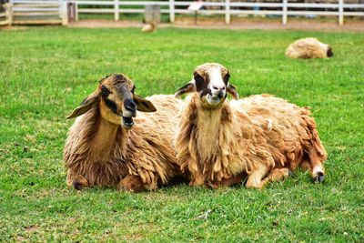 Sheep in a field