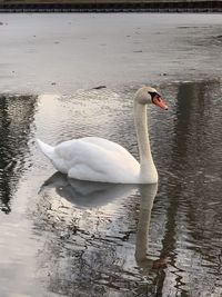 Swan swimming in lake