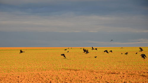 Birds flying above landscape