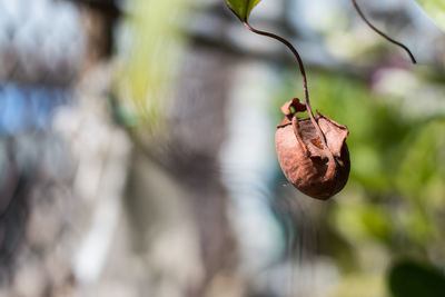 Close-up of leaves against blurred background