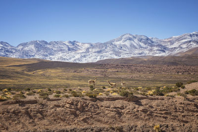 Vicuñas in its natural environment atacama