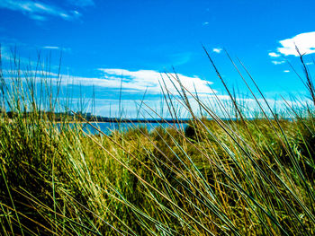 Scenic view of field against blue sky