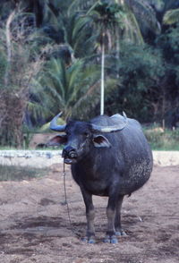 Water buffalo on field against trees