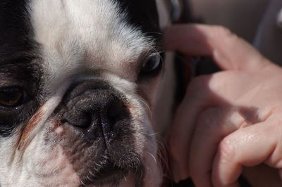 Close-up of woman with dog