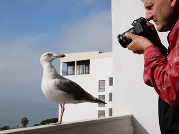 Low angle view of seagull against sky