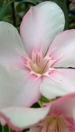 Close-up of pink flower