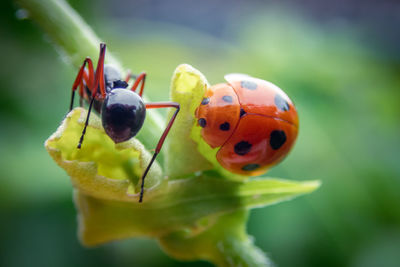 Close-up of ladybug on plant