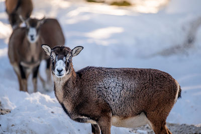 Close-up of deer