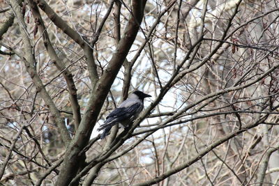 Low angle view of bird perching on tree