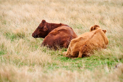 Two brown cattles lyons in a field