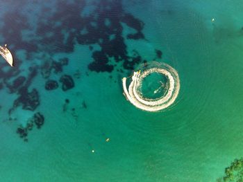 High angle view of fish underwater