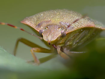 Close-up of insect