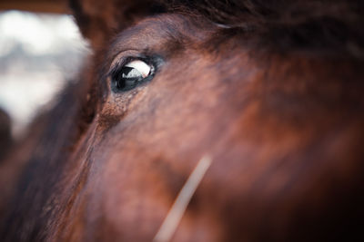 Close-up of horse