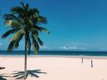 Palm trees on beach