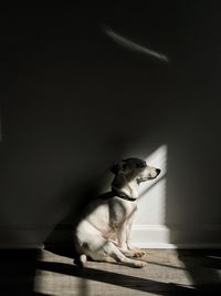 Dog in the shadow