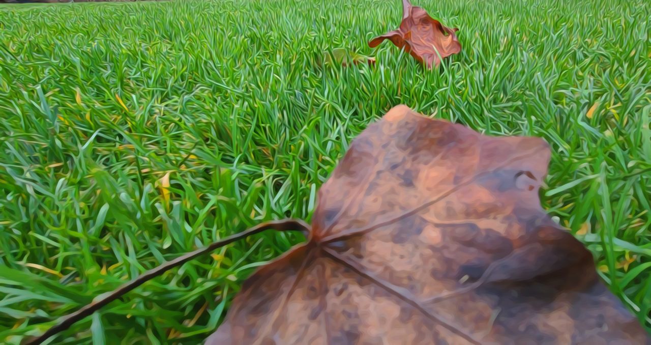 CLOSE-UP OF MAPLE LEAVES ON FIELD