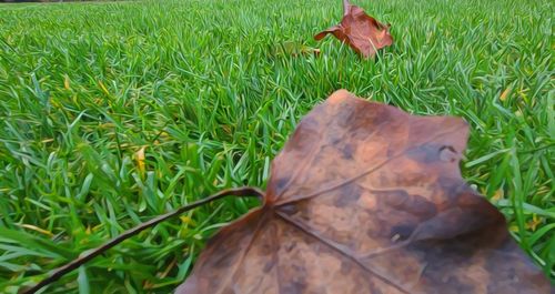 Close-up of maple leaf on field