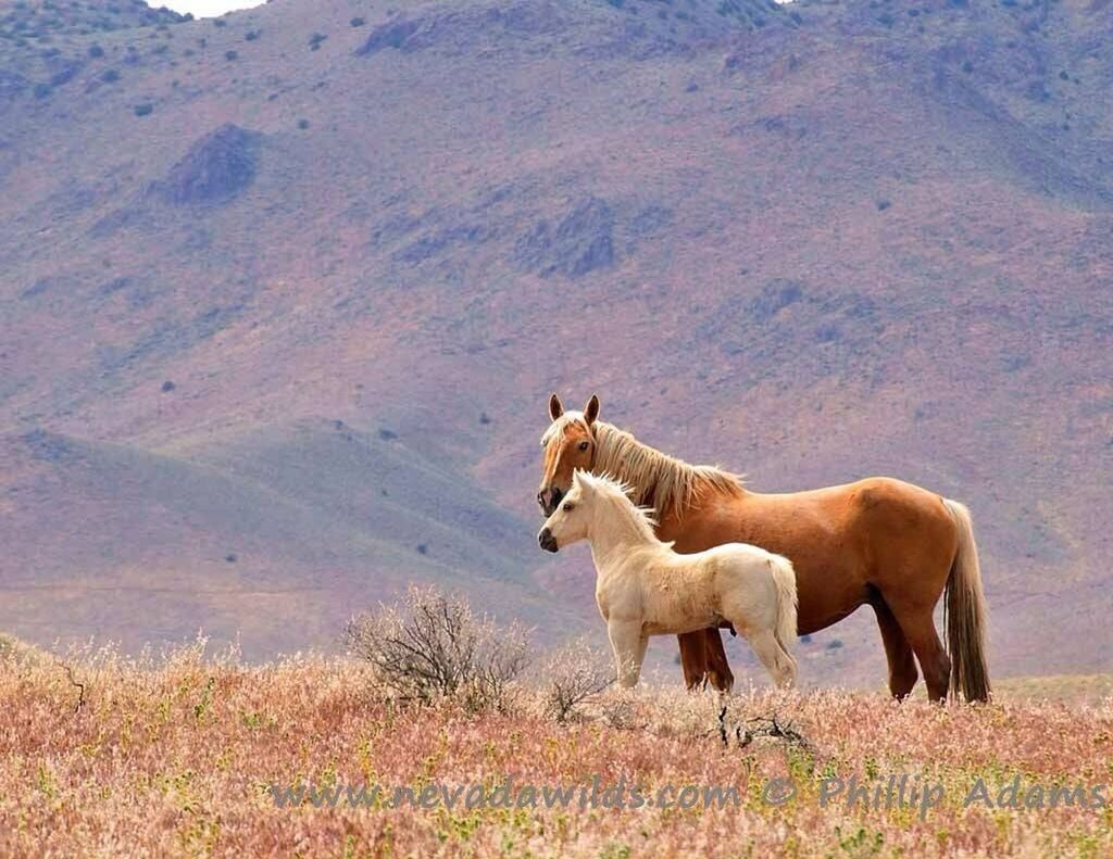 animal themes, mammal, domestic animals, field, landscape, livestock, grass, standing, grazing, nature, herbivorous, full length, one animal, two animals, animals in the wild, tranquility, tranquil scene, beauty in nature, three animals, non-urban scene