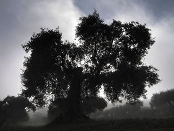 Low angle view of silhouette trees on field against sky