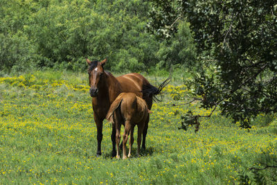 Horses in a field