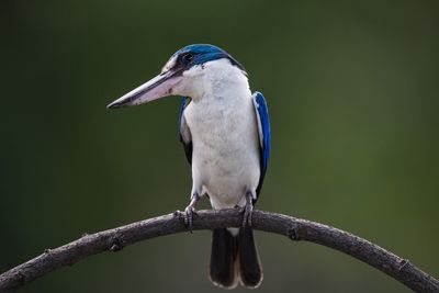 Close-up of kingfisher perching on branch