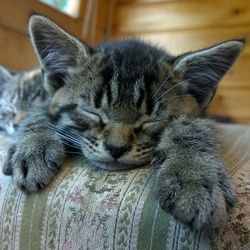 Close-up of kitten sleeping at home