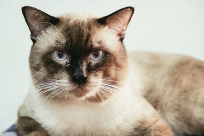 Portrait of siamese cat. thai adorable cat in brown tone and bule eyes.