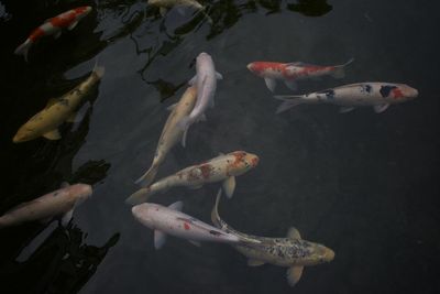 High angle view of koi fish in sea