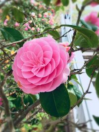 Close-up of pink flower blooming outdoors