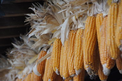 Low angle view of corns at market