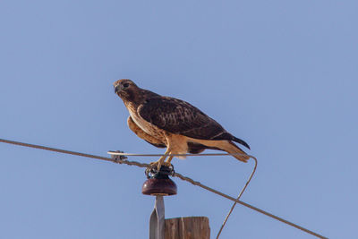 Low angle view of eagle perching on cable
