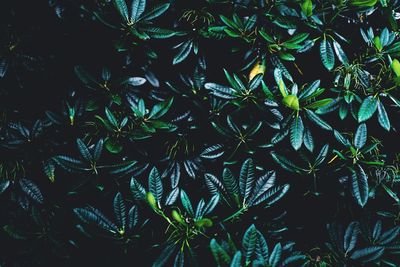 Full frame shot of leaves