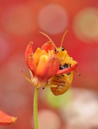 Close-up of insect on red flower