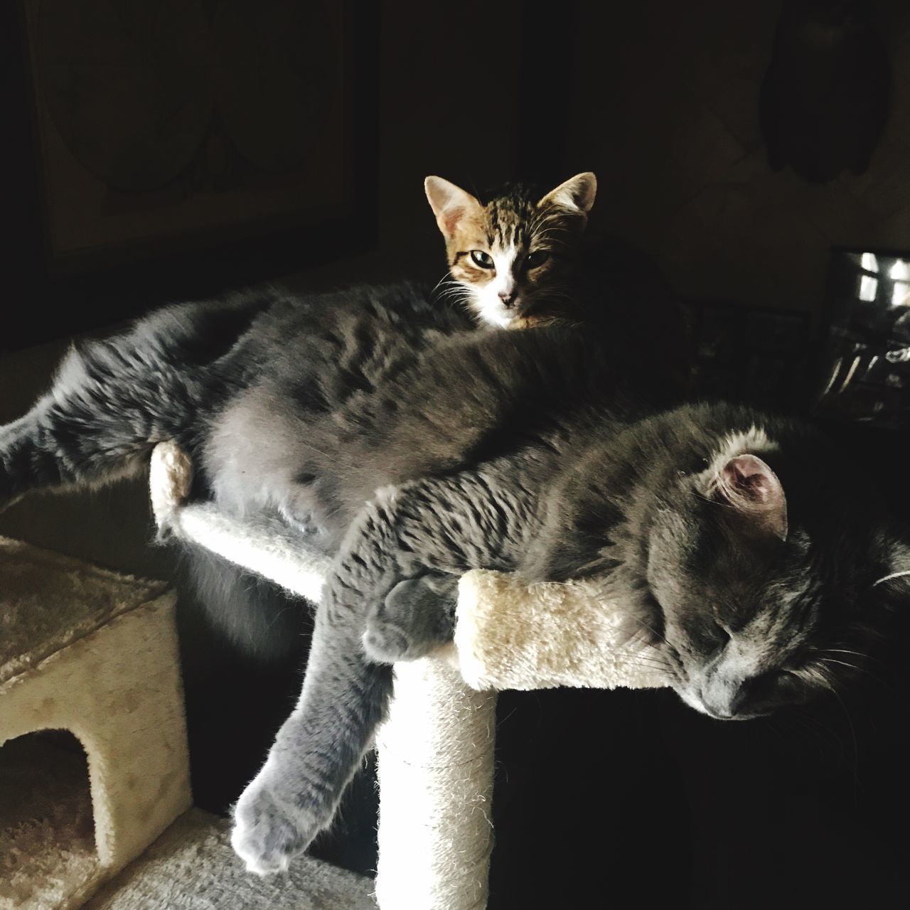 domestic cat, feline, animal themes, domestic animals, mammal, pets, cat, one animal, indoors, relaxation, no people, looking at camera, portrait, sitting, day