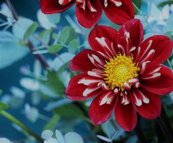 Close-up of red flowering plant