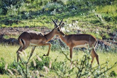 Impalas on grassy field
