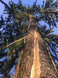 Low angle view of trees against sky