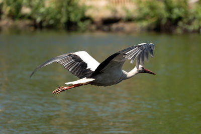 Stork flying over lake