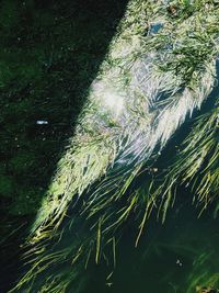 High angle view of trees growing on field