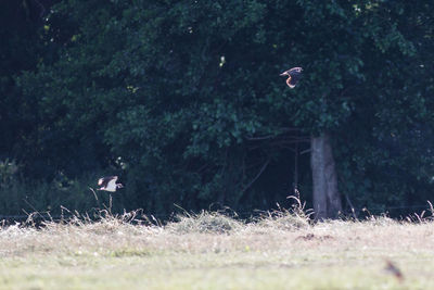 Bird flying over a field