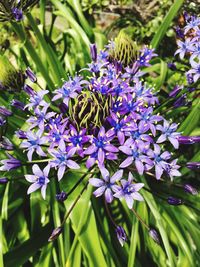 Close-up of purple flowers