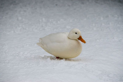 Close-up of bird on snow