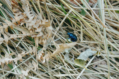 High angle view of insect on plant