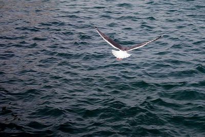 Bird flying over sea