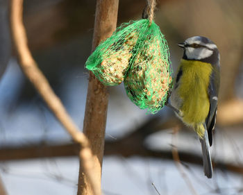 Close-up of bird perching on branch