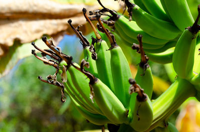 Close-up of fruit growing on tree