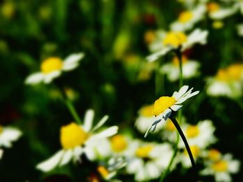 Close-up of insect on yellow flower blooming outdoors