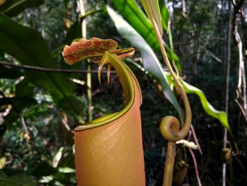 Close-up of flower against blurred background