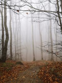 View of trees in forest during autumn